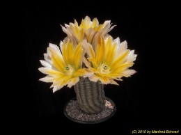 Echinocereus ctenoides Niess114 529